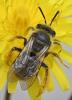 Andrena hesperia